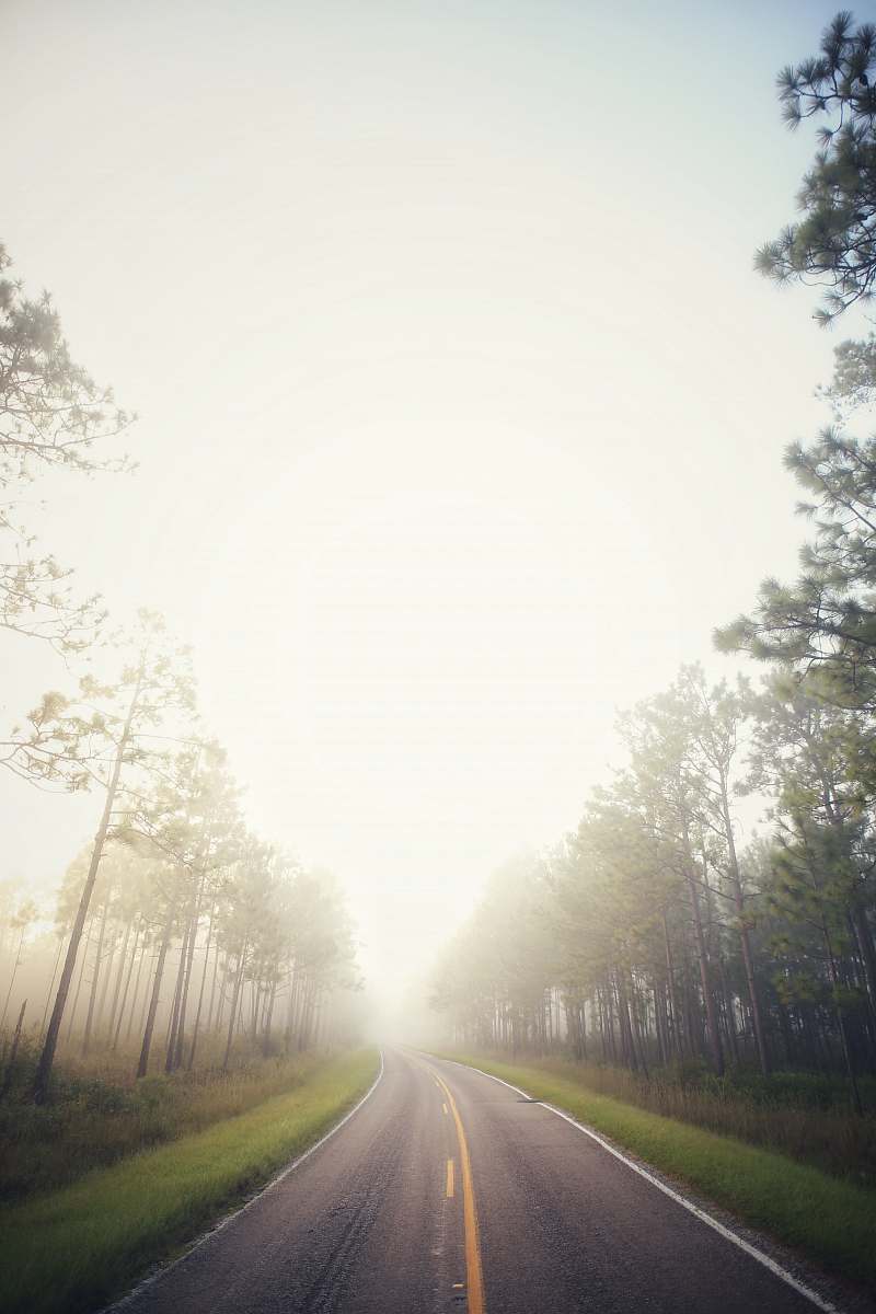 dirt road highway between trees surrounded by fogs gravel